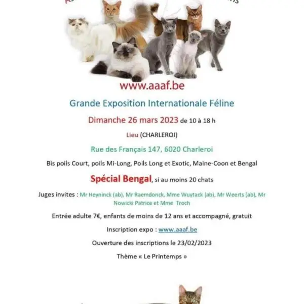 Exposition Internationale Féline de Charleroi BELGIQUE