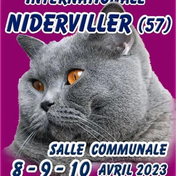 Exposition Internationale Féline de Niderviller FRANCE